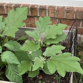 Photo of the plant species Eggplant by @VipSilverstripe named Sherlock on Greg, the plant care app