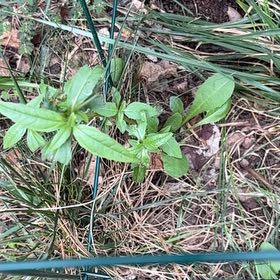 Photo of the plant species Alligatorweed by @VipSilverstripe named Dolores on Greg, the plant care app