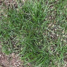 Photo of the plant species Big Blue Lilyturf by @VipSilverstripe named Prince on Greg, the plant care app