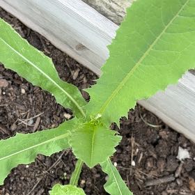 Photo of the plant species Oil Lettuce by @VipSilverstripe named Girlfrond on Greg, the plant care app