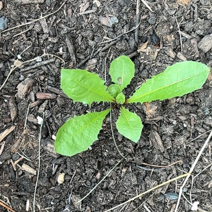Photo of the plant species Blowball by @VipSilverstripe named Gregarious on Greg, the plant care app