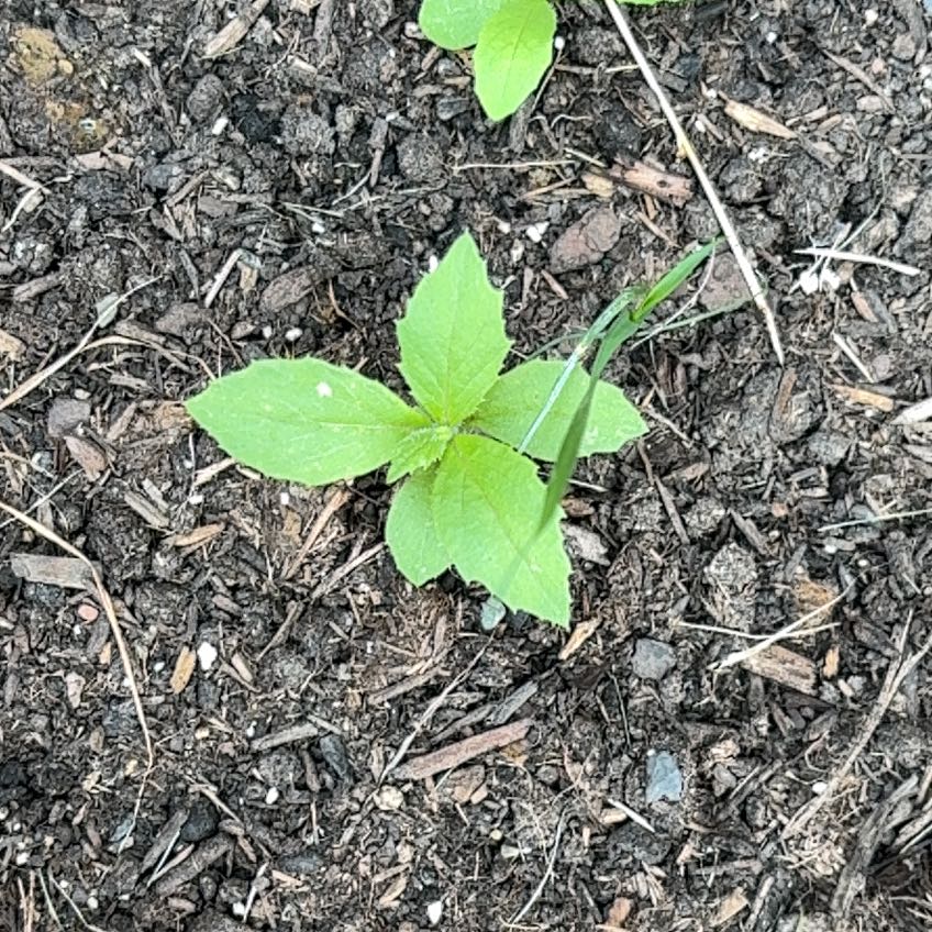 Photo of the plant species Virginia Knotweed by @VipSilverstripe named Daphne on Greg, the plant care app