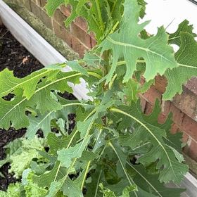 Photo of the plant species Oil Lettuce by @VipSilverstripe named Maya on Greg, the plant care app