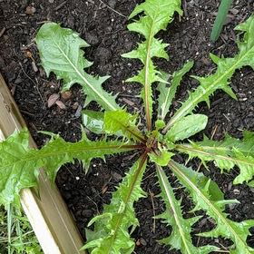 Photo of the plant species Blowball by @VipSilverstripe named Foxxy on Greg, the plant care app