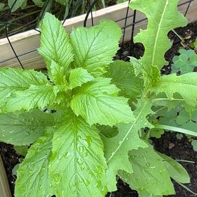 Photo of the plant species American Burnweed by @VipSilverstripe named Mochi on Greg, the plant care app