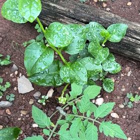 Photo of the plant species Basella Alba by @VipSilverstripe named Treeyoncé on Greg, the plant care app