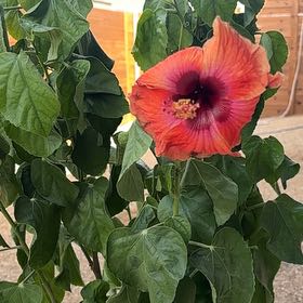 Photo of the plant species Variegated Red Hot Hibiscus by @PiousCarpetrose named Sahara on Greg, the plant care app