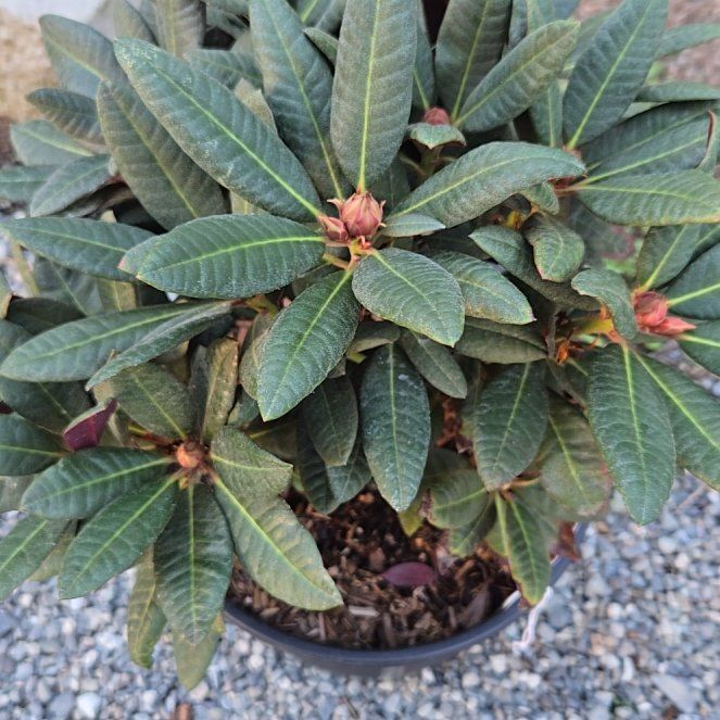 Photo of the plant species Tree Rhododendron by @YiftWartyspurge named Bella on Greg, the plant care app