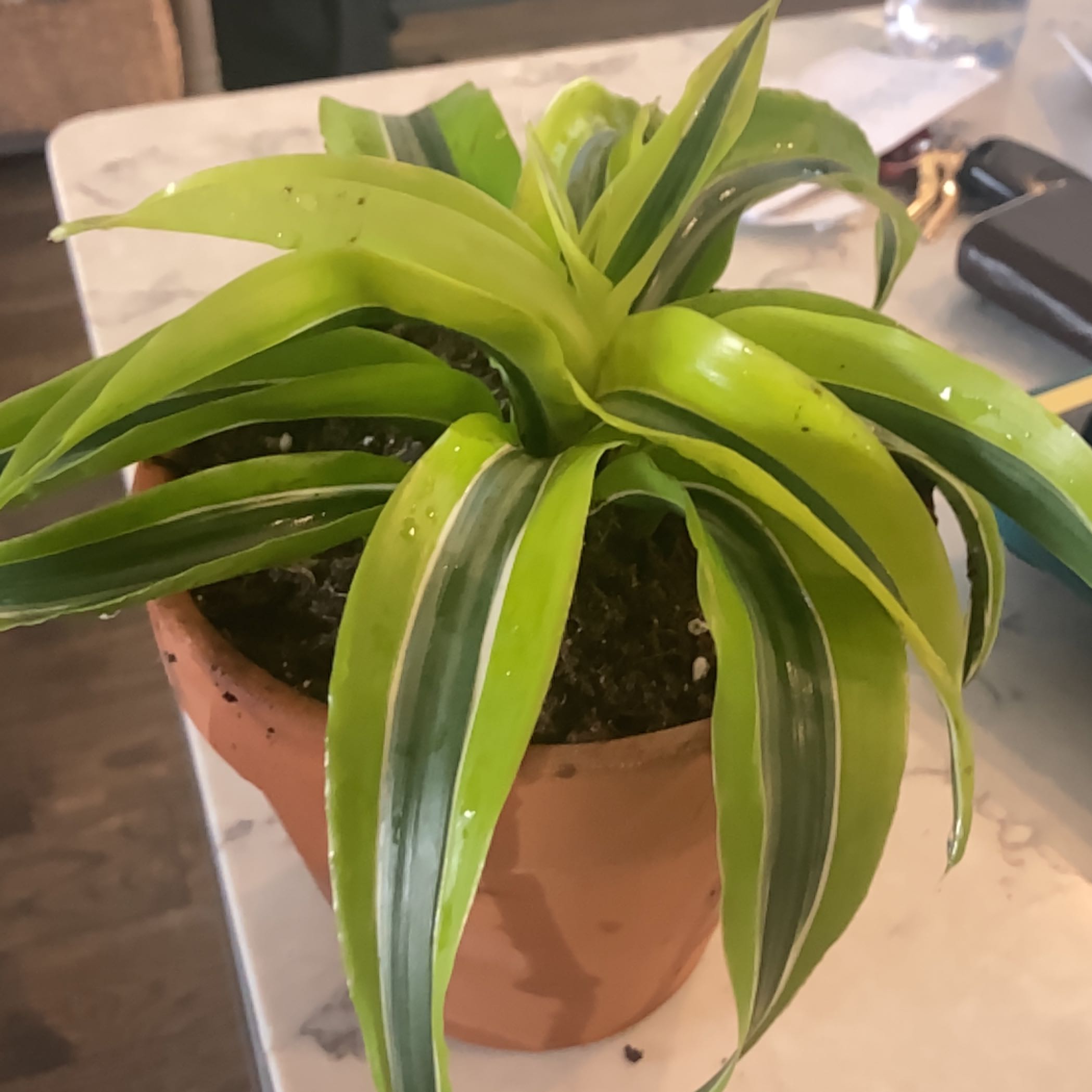 Lemon Surprise Snake Plant in a terracotta pot with vibrant green leaves.