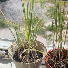 Photo of the plant species Common Oat by @FormallyCapemay named Gregarious on Greg, the plant care app