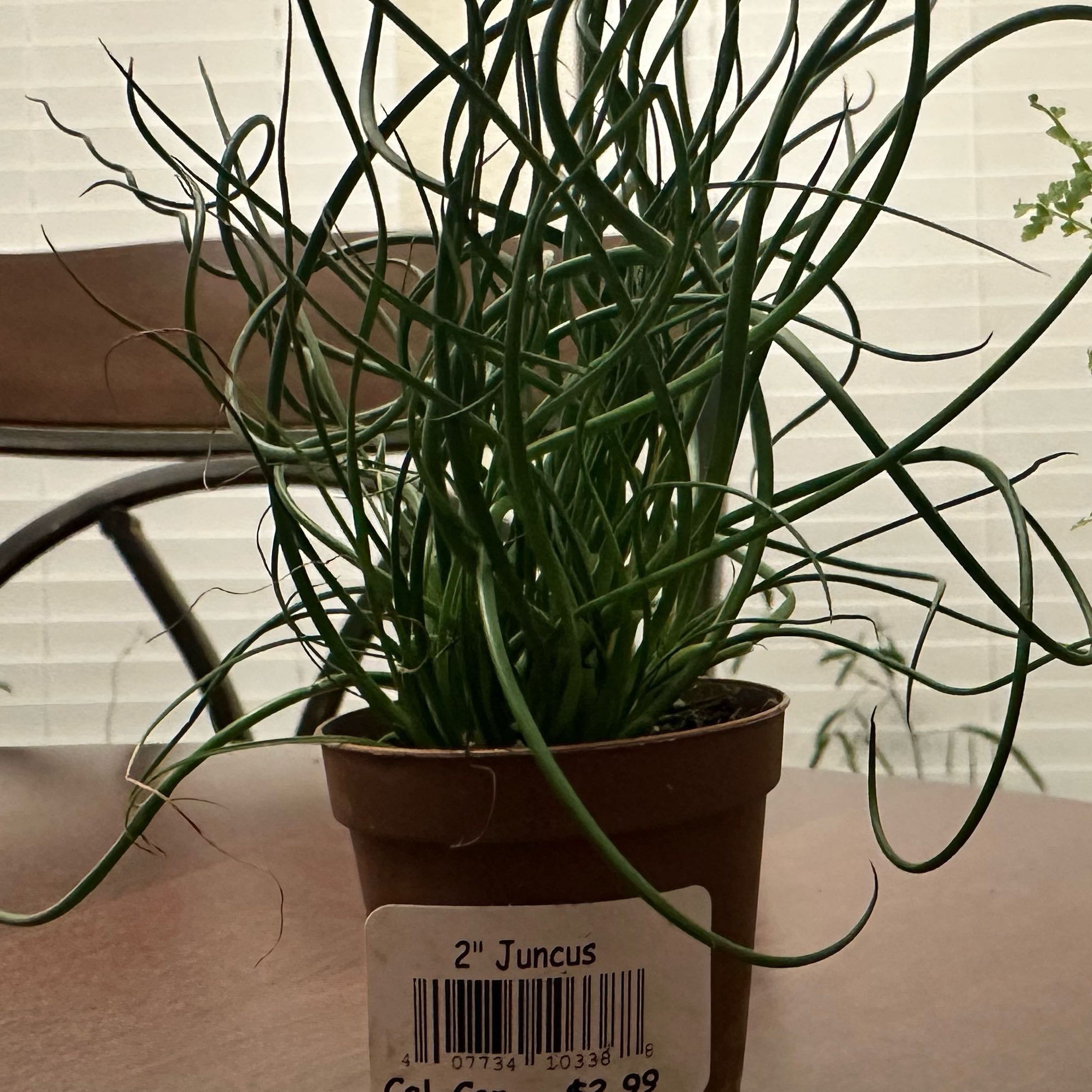 Plant care for Knotted Rush on Greg, the plant care app