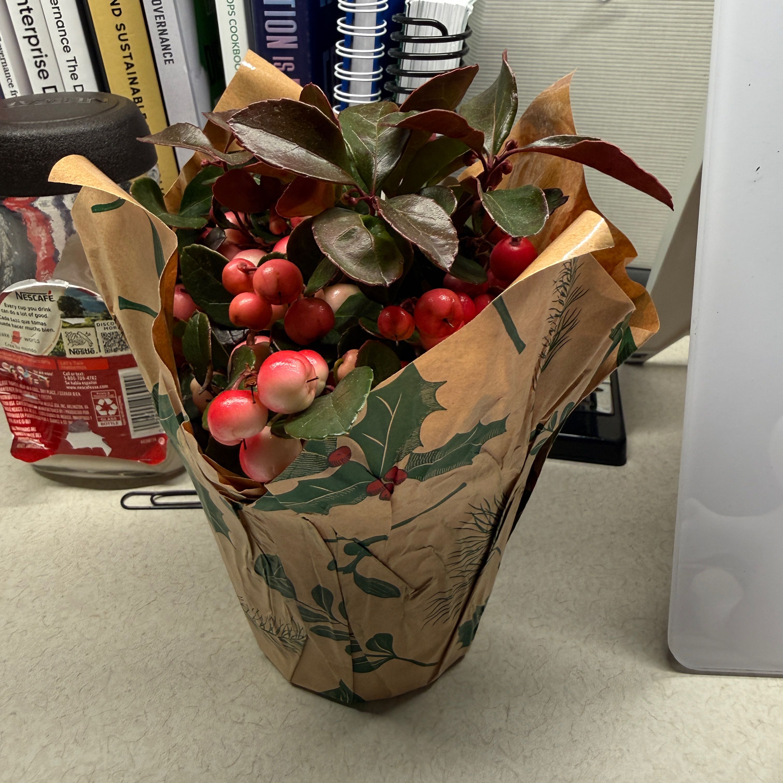 Photo of the plant species Eastern Teaberry by @AvidGreatsundew named Hemingway on Greg, the plant care app