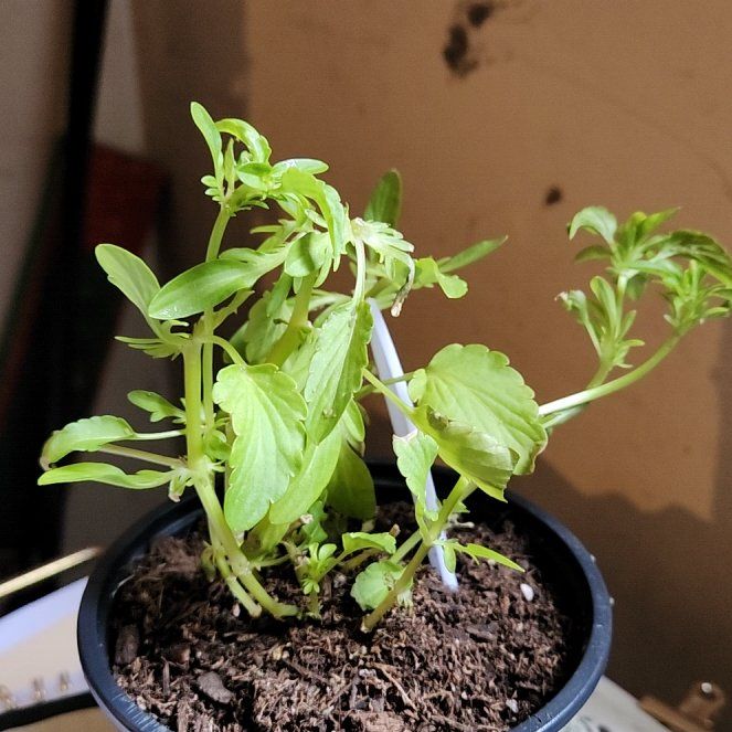 Photo of the plant species Wild Pansy by @NovelNoni named Surya on Greg, the plant care app