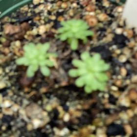 Photo of the plant species Pinguicula cyclosecta by @BeamingIcecaps named Rihanna on Greg, the plant care app