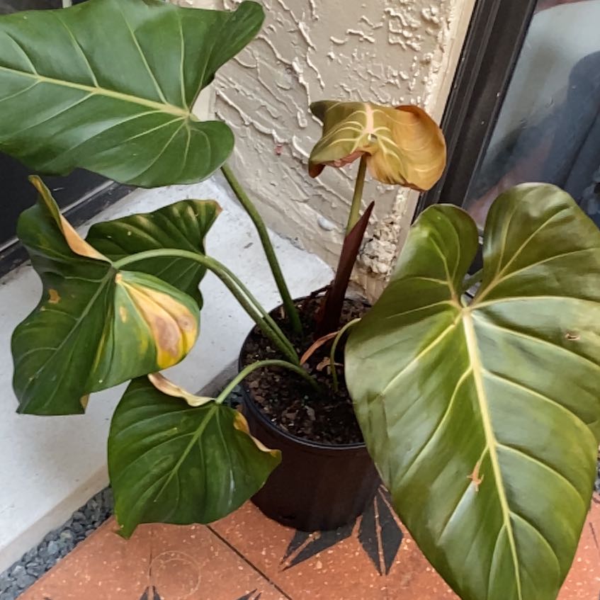 Photo of the plant species Philodendron 'Summer Glory' by @BeamingIcecaps named Sir Plancelot on Greg, the plant care app
