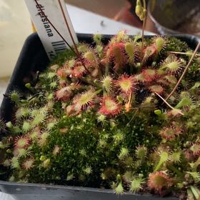 Photo of the plant species Diels Sundew by @BeamingIcecaps named Eva on Greg, the plant care app