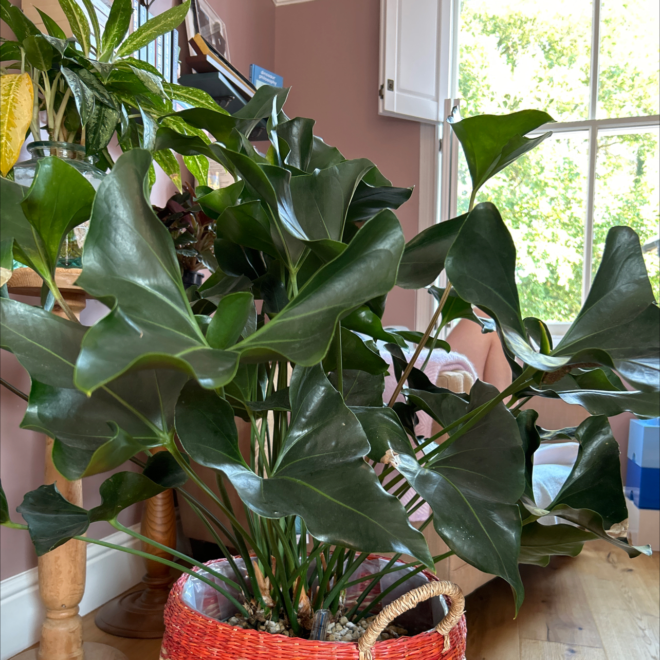 Photo of the plant species Anthurium ‘Arrow’ by @NewPhalsa69 named Athena on Greg, the plant care app