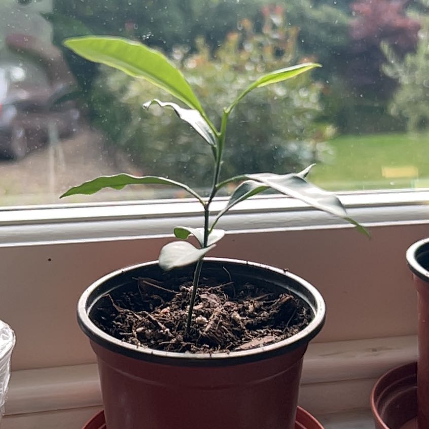 Photo of the plant species Nagami Kumquat by @NewPhalsa69 named Mochi on Greg, the plant care app