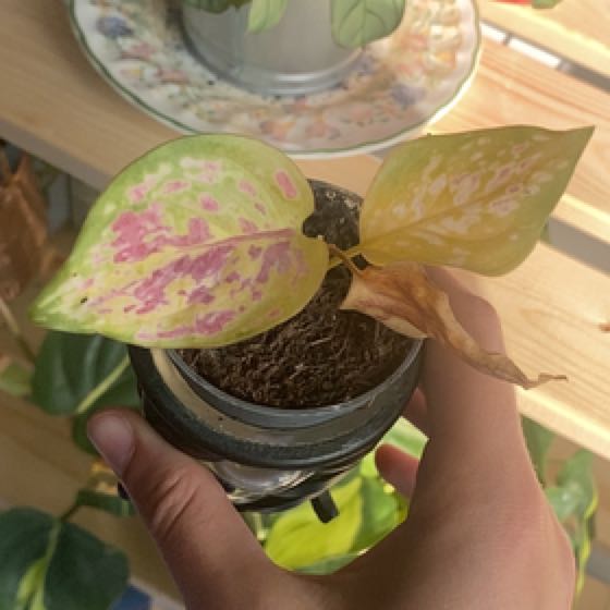 Photo of the plant species Chinese Evergreen by @PetIvy77 named da Vinci on Greg, the plant care app