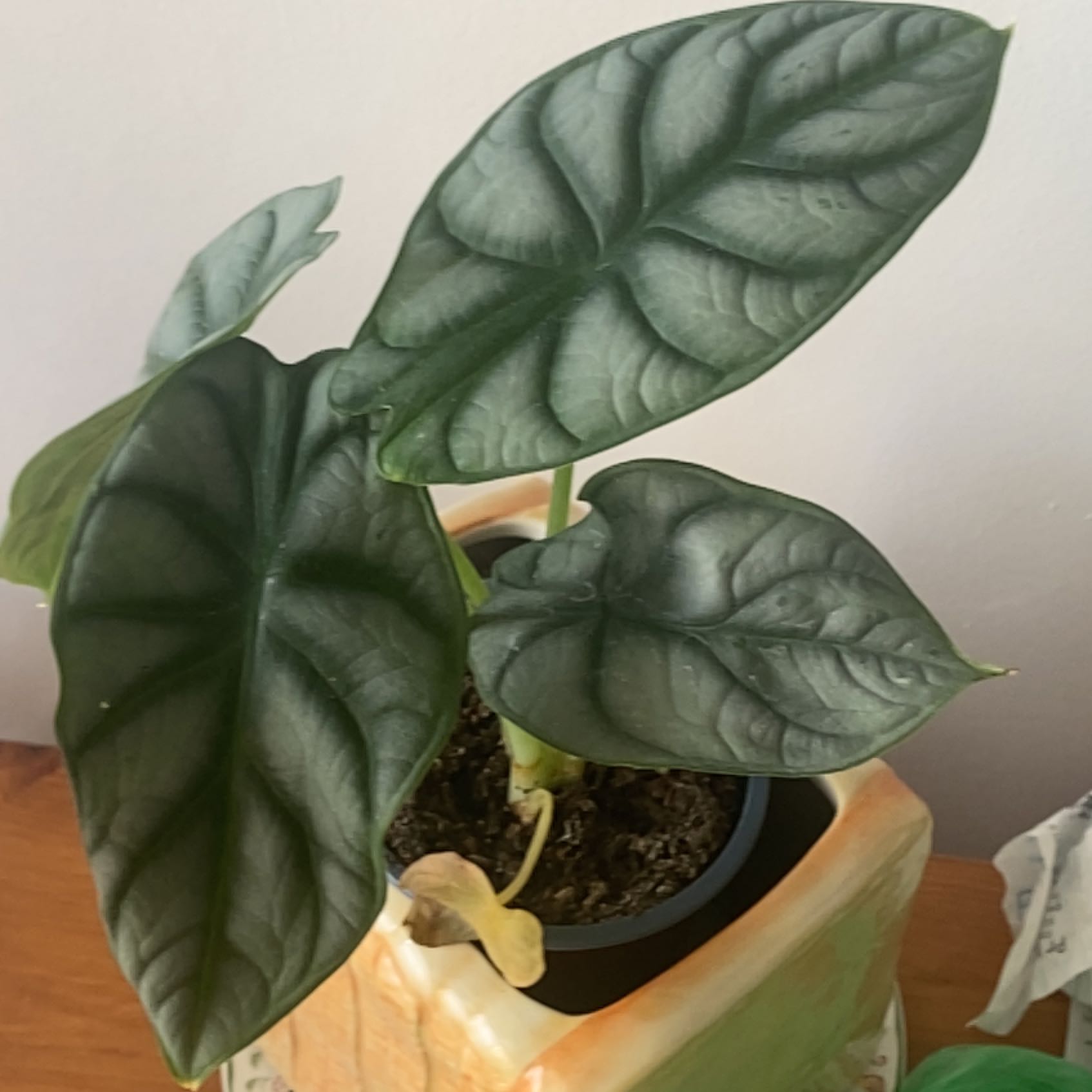 Photo of the plant species Alocasia Silver Dragon Mint by @PetIvy77 named Queen on Greg, the plant care app