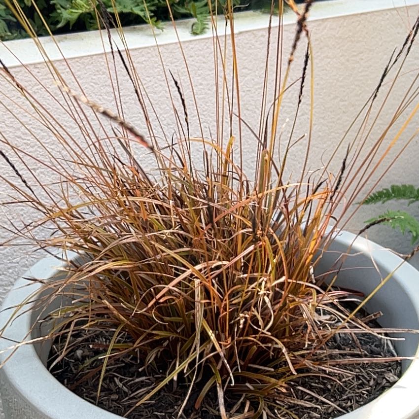Photo of the plant species Red Hooked Sedge by @SavvyWoodsorrel named Sherlock on Greg, the plant care app