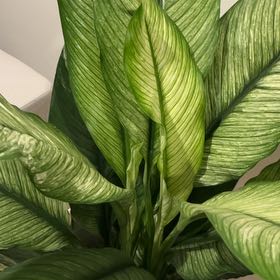 Photo of the plant species Spathiphyllum 'Jessica' by @SoulfulZebrina named Jessica on Greg, the plant care app