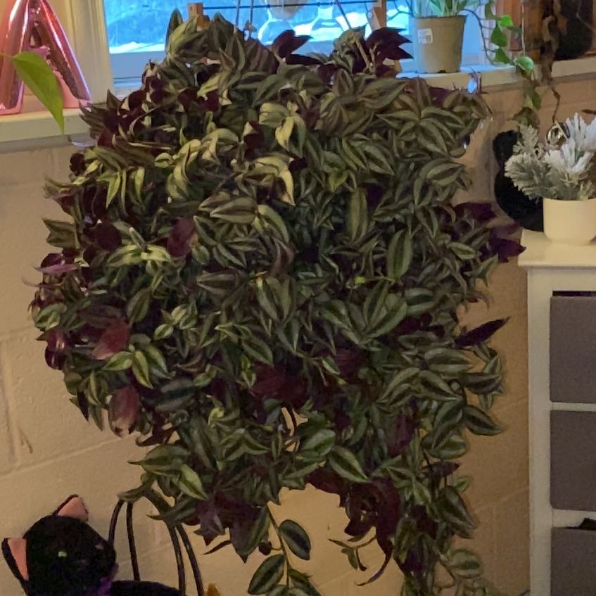 Photo of the plant species Wondering Jude Tortuga by @NewSpiderflower named Harry on Greg, the plant care app