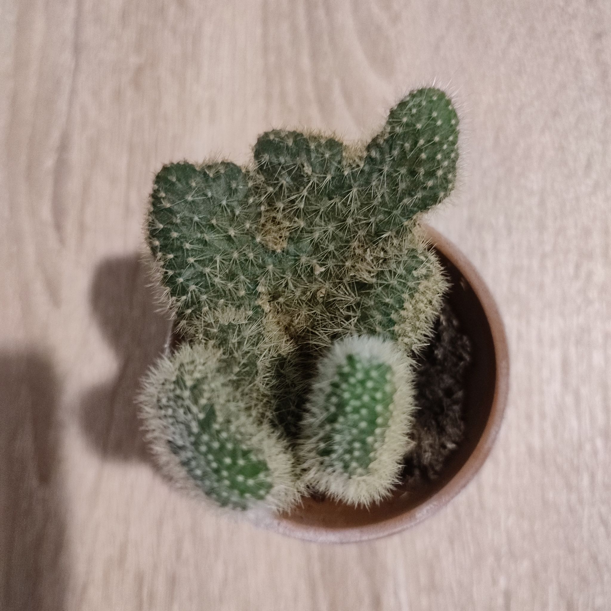 Photo of the plant species Bolivicereus f. cristata by @ShowySpiralaloe named Lumpy on Greg, the plant care app