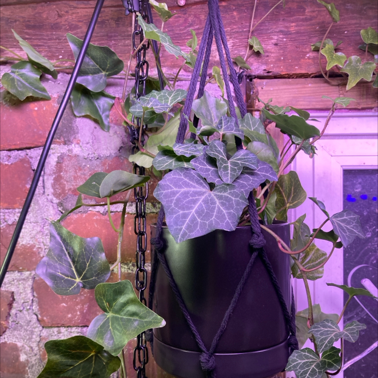 Photo of the plant species Baltic Ivy by @AceBloodroot6 named MS B4 Baltic Ivy on Greg, the plant care app