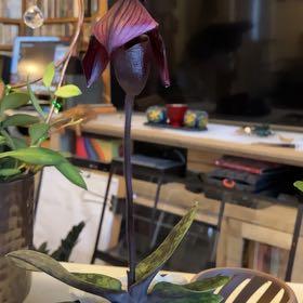 Photo of the plant species Paphiopedilum 'Plum' by @AceBloodroot6 named BR O4 Slipper Orchid QF “Avenue” on Greg, the plant care app