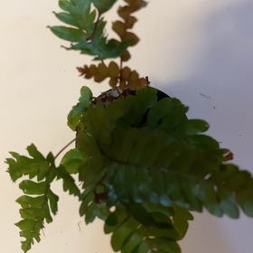 Photo of the plant species Tricolor Fern by @AceBloodroot6 named DR F4 Terrarium: Ferns on Greg, the plant care app