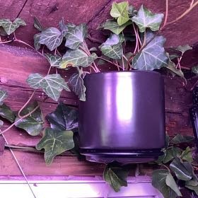 Photo of the plant species Baltic Ivy by @AceBloodroot6 named MS B4 Baltic Ivy on Greg, the plant care app