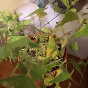 Photo of the plant species Swallowtail Plant by @AceBloodroot6 named LR B6  Butterfly Plant  (Christia obcordata) on Greg, the plant care app