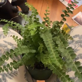 Photo of the plant species Lemon Button Fern by @AceBloodroot6 named LR Nephrolepsis cordifolia “Duffii” on Greg, the plant care app