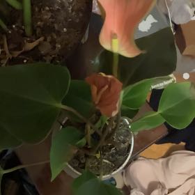 Photo of the plant species Anthurium 'Pink Flamingo' by @AceBloodroot6 named BR Anthurium andraeanum on Greg, the plant care app