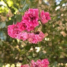 Photo of the plant species Midland Hawthorn by @RationalArugula named Planty on Greg, the plant care app