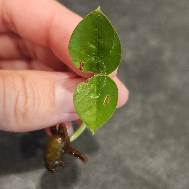 Photo of the plant species Malabar Spinach by @StoutNaillichen named Mollie on Greg, the plant care app