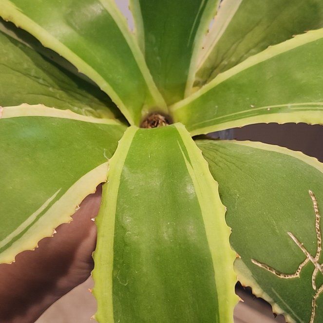 Photo of the plant species Caribbean Agave by @StoutNaillichen named Survivor on Greg, the plant care app