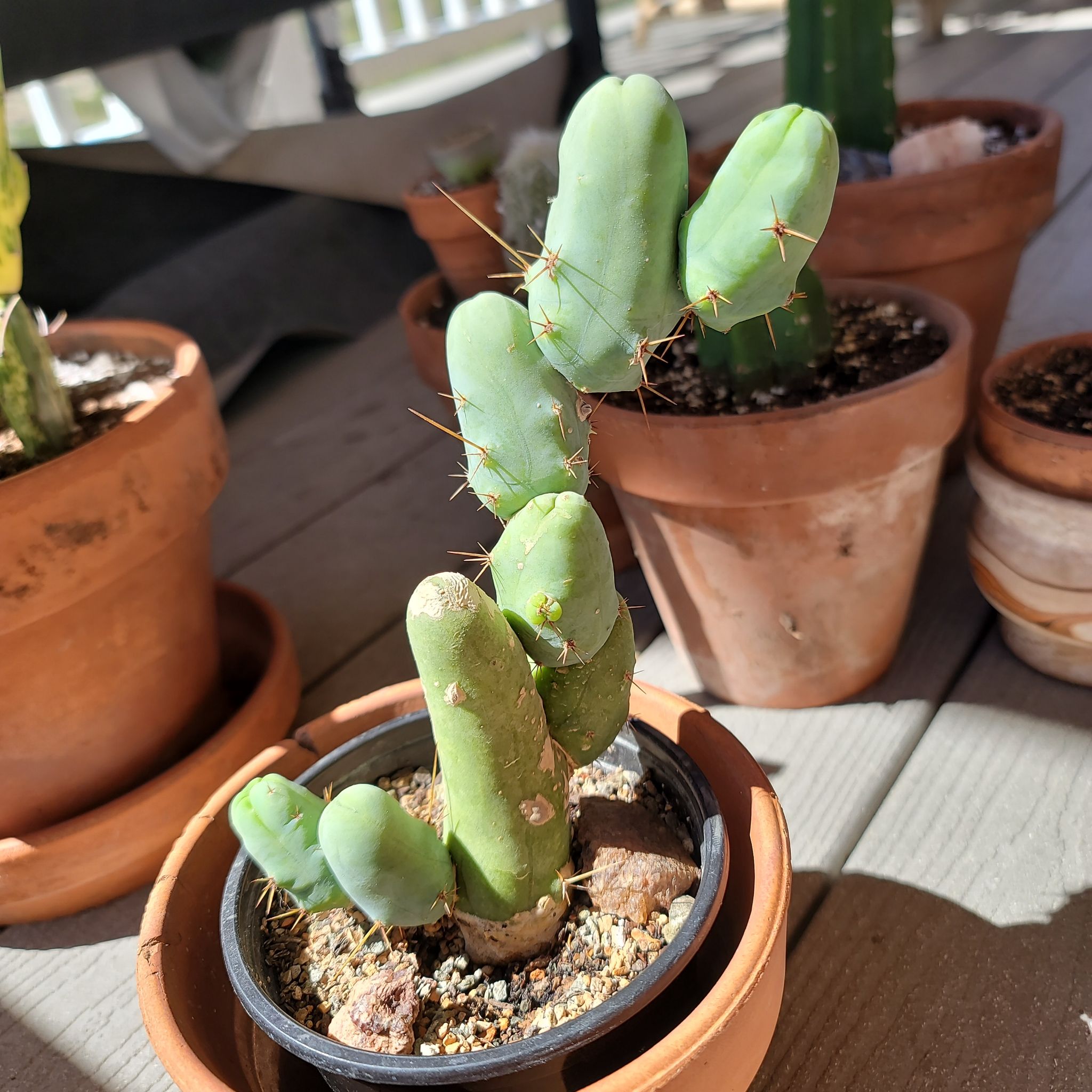 Photo of the plant species Penis Cactus by @alwaysvibin named Peewee on Greg, the plant care app