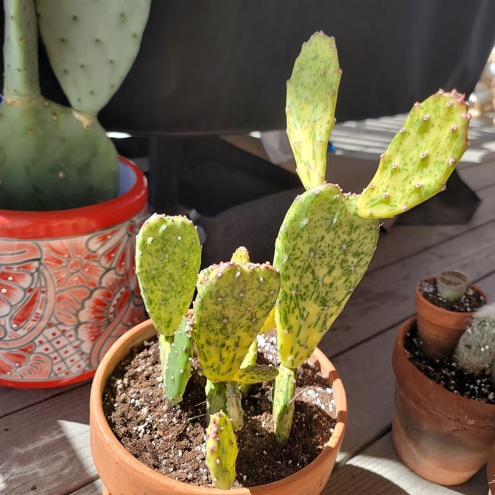 Photo of the plant species Sunburst Variegata Prickly Pear by @alwaysvibin named Aurea on Greg, the plant care app