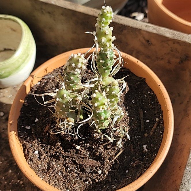 Photo of the plant species Opuntia articulata var. papyracantha by @alwaysvibin named Pappy on Greg, the plant care app