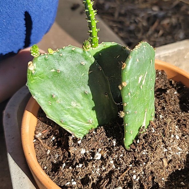 Photo of the plant species Opuntia 'Emerald Wave' by @alwaysvibin named Oz emerald city on Greg, the plant care app