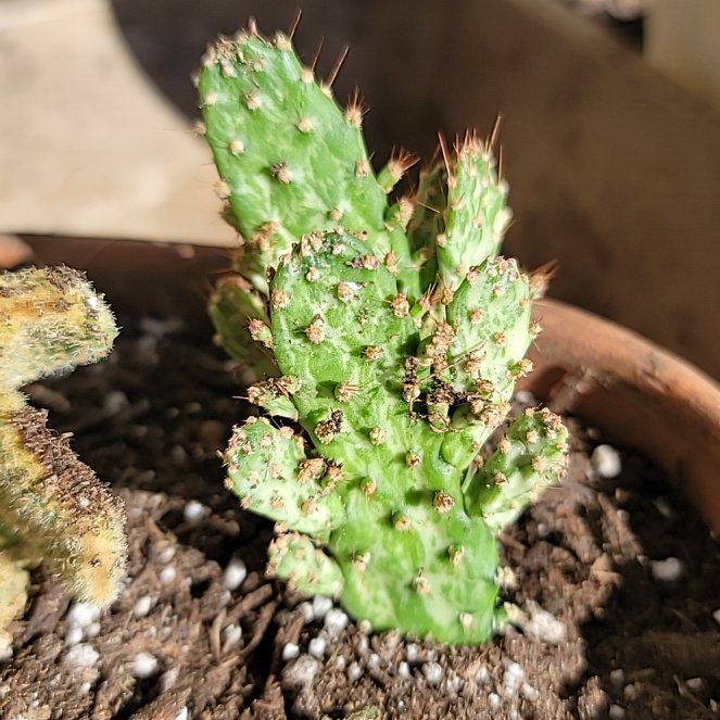 Photo of the plant species Variegated Cactus by @alwaysvibin named Powwow on Greg, the plant care app