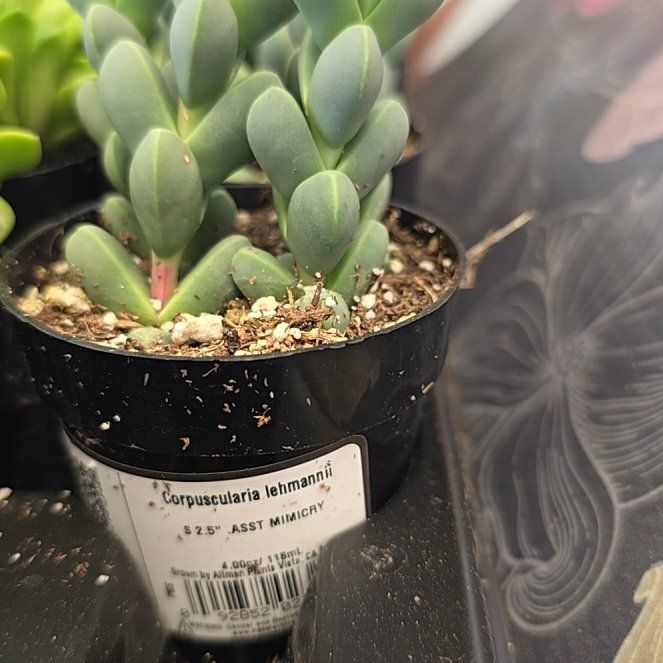 Photo of the plant species Assorted Corpuscularia by @ZealMexicanhens named Gomez on Greg, the plant care app