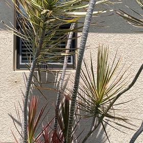 Photo of the plant species Torrey Pine by @PoetSheeplaurel named Apollo on Greg, the plant care app