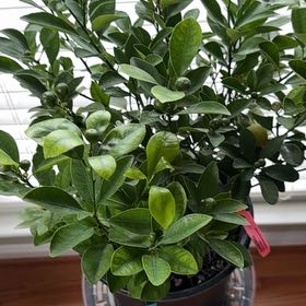 Photo of the plant species Calamondin by @KuyaChard007 named Bruce Lee on Greg, the plant care app