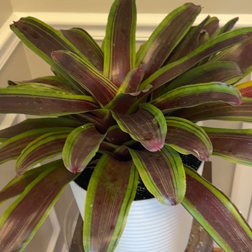 Photo of the plant species Bromeliad by @KuyaChard007 named Queen on Greg, the plant care app