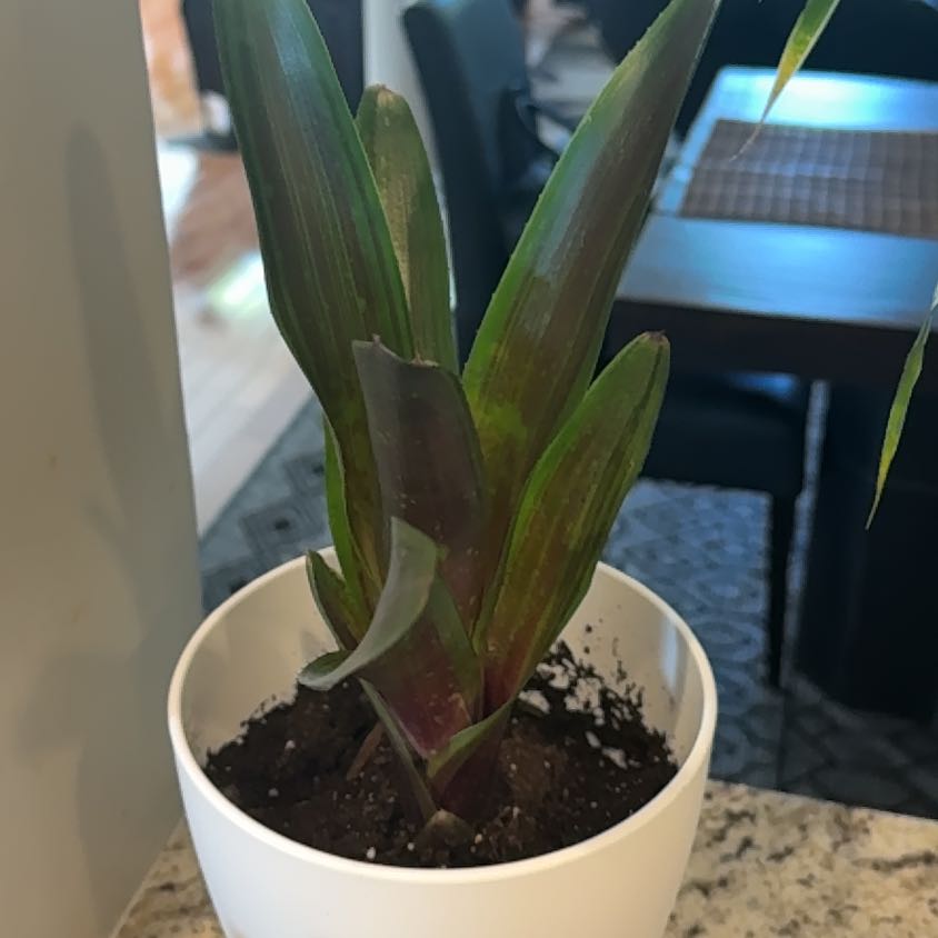 Photo of the plant species Bromeliad by @KuyaChard007 named Princess on Greg, the plant care app
