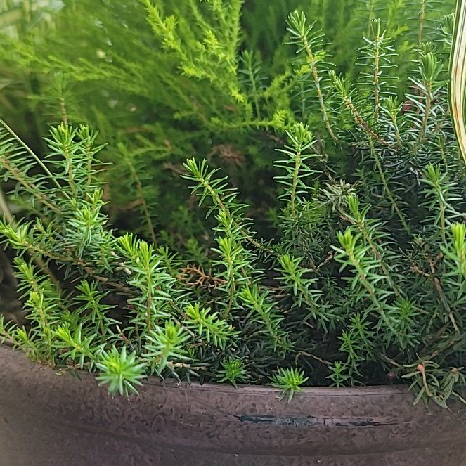 Photo of the plant species Alpine Heath by @RousingAcajou named Luna on Greg, the plant care app