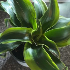 Photo of the plant species Tornado Plant by @GoldSwallowwort named Sir Plancelot on Greg, the plant care app